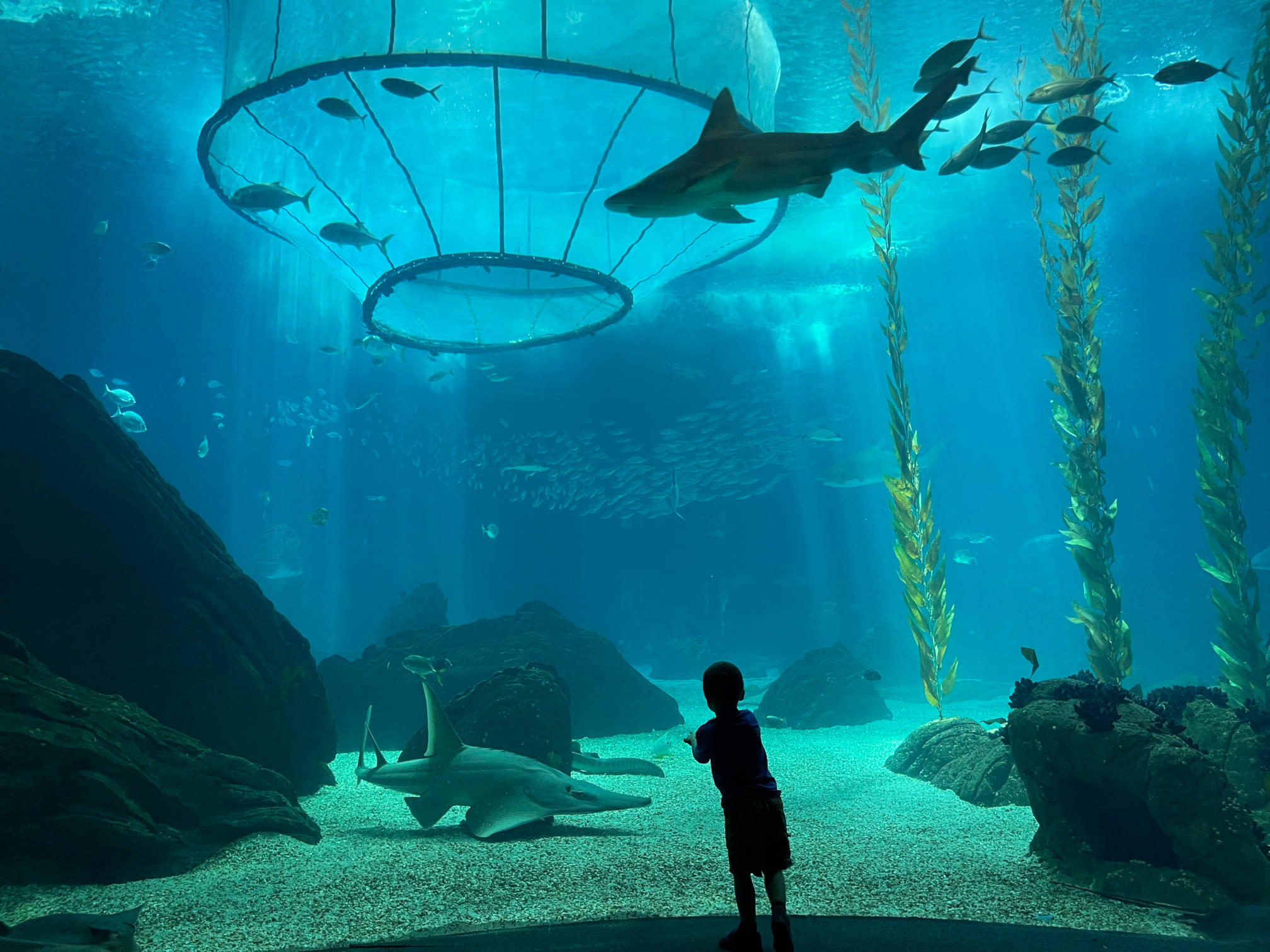 My son at the Lisbon Aquarium